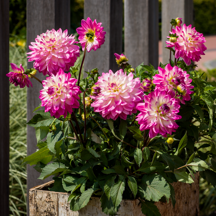 Buy Dahlia 'Sincerity Rose Bicolour' online UK