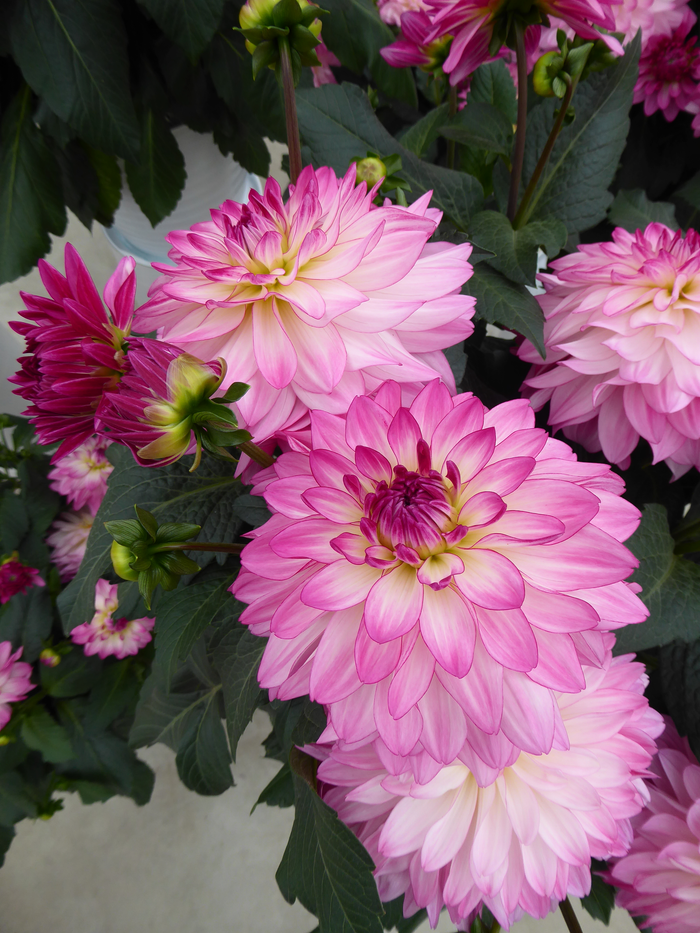 Buy Dahlia 'Sincerity Rose Bicolour' online UK