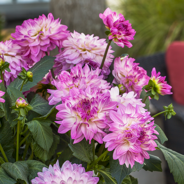 Buy Dahlia 'Sincerity Rose Bicolour' online UK