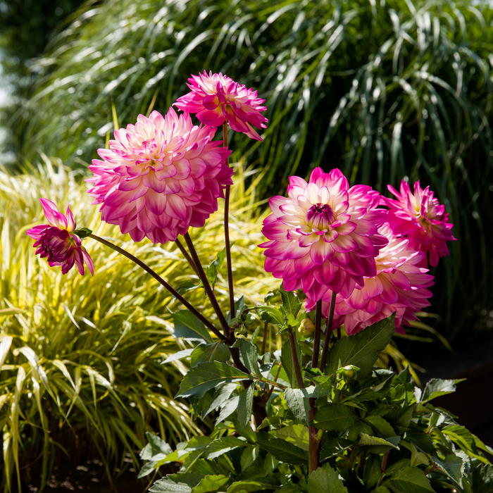 Buy Dahlia 'Sincerity Rose Bicolour' online UK