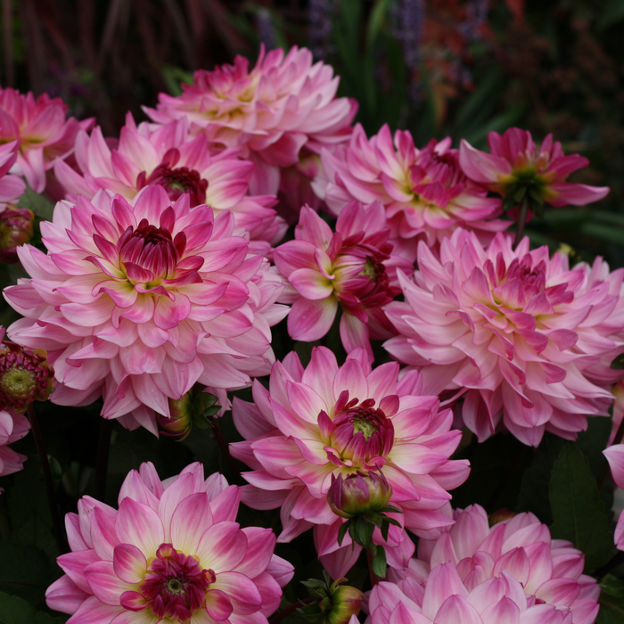 Buy Dahlia 'Sincerity Rose Bicolour' online UK