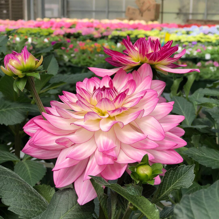 Buy Dahlia 'Sincerity Rose Bicolour' online UK