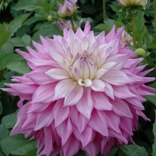 Buy Dahlia 'Sir Alf Ramsey' Tubers online UK