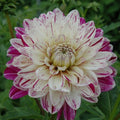 Buy Dahlia 'Smokey' Tubers online UK