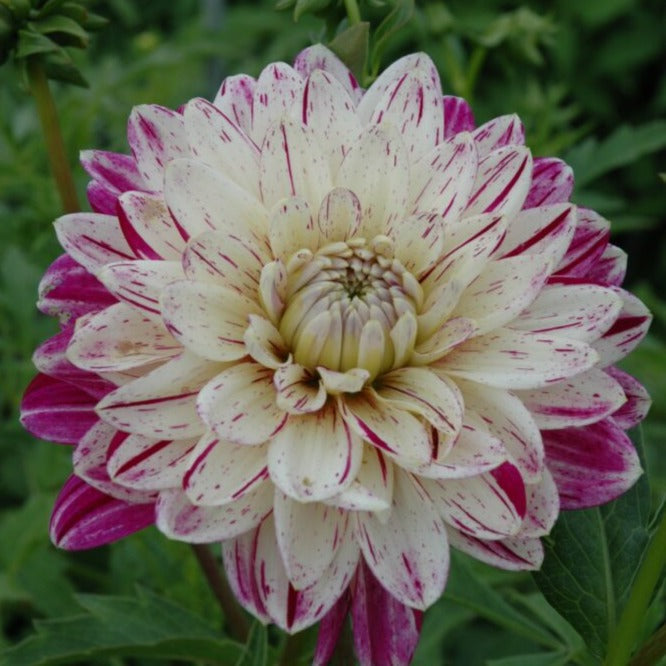 Buy Dahlia 'Smokey' Tubers online UK