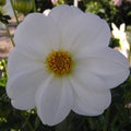Buy Dahlia 'Sneezy' Tubers online UK