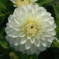 Buy Dahlia 'Snow Cap' Tubers online UK