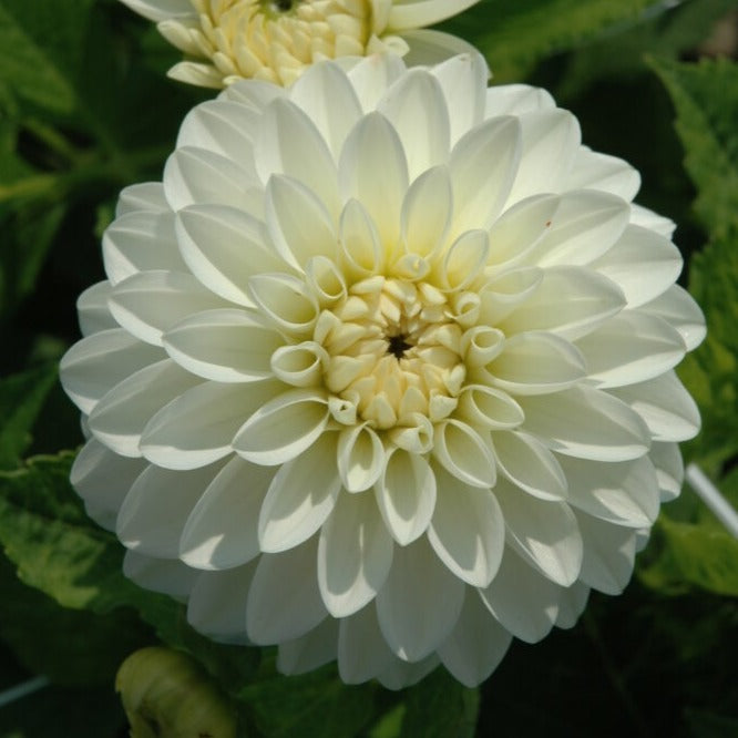 Buy Dahlia 'Snow Cap' Tubers online UK