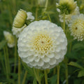 Buy Dahlia 'Snowflake' Tubers online UK