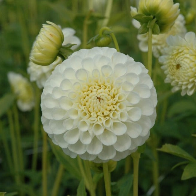 Buy Dahlia 'Snowflake' Tubers online UK