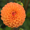 Buy Dahlia 'Souvenir d'Ete' Tubers online UK