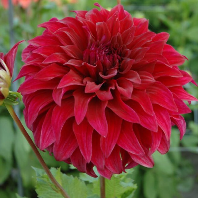 Buy Dahlia 'Spartacus' Tubers online UK