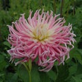 Buy Dahlia 'Star's Favourite' Tubers online UK