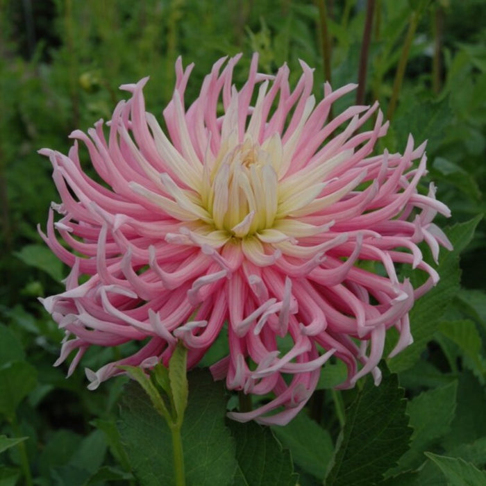 Buy Dahlia 'Star's Favourite' Tubers online UK