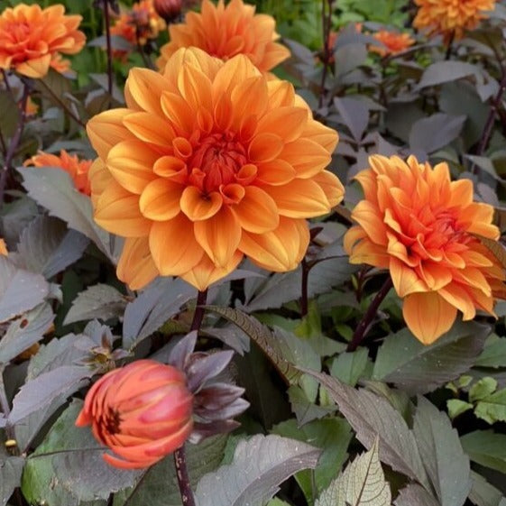 Buy Dahlia 'Statue of Orange' Tubers online UK