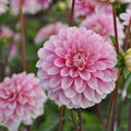 Buy Dahlia 'Strawberry Cream' Tubers online UK