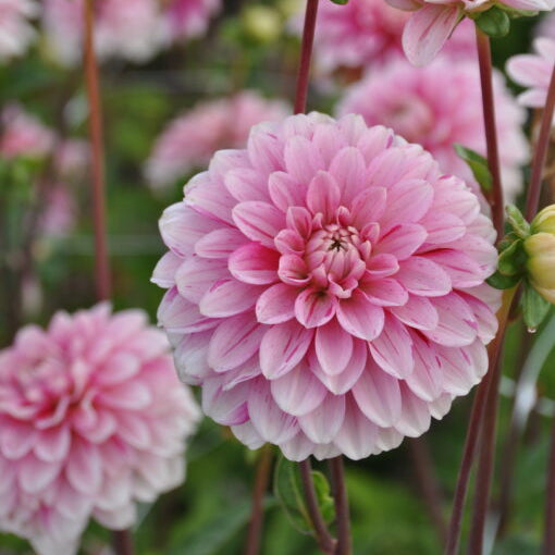 Buy Dahlia 'Strawberry Cream' Tubers online UK