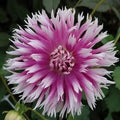 Buy Dahlia 'Table Dancer' Tubers online UK