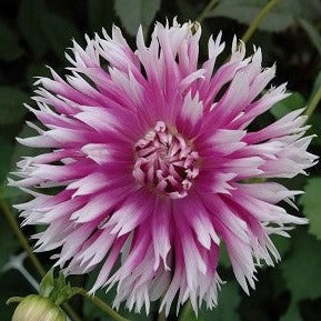 Buy Dahlia 'Table Dancer' Tubers online UK
