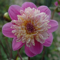 Buy Dahlia 'Take Off' Tubers online UK