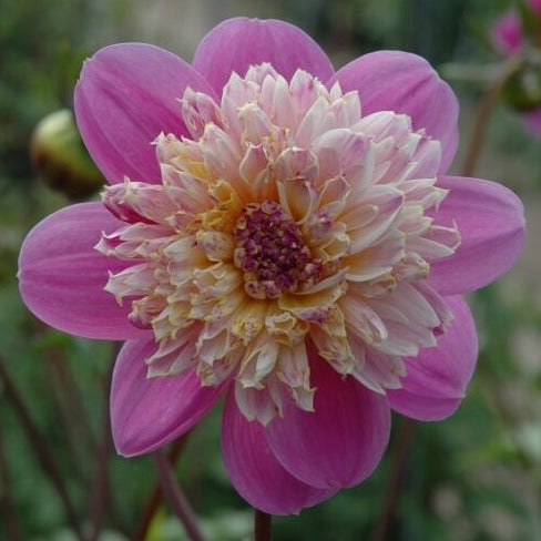 Buy Dahlia 'Take Off' Tubers online UK