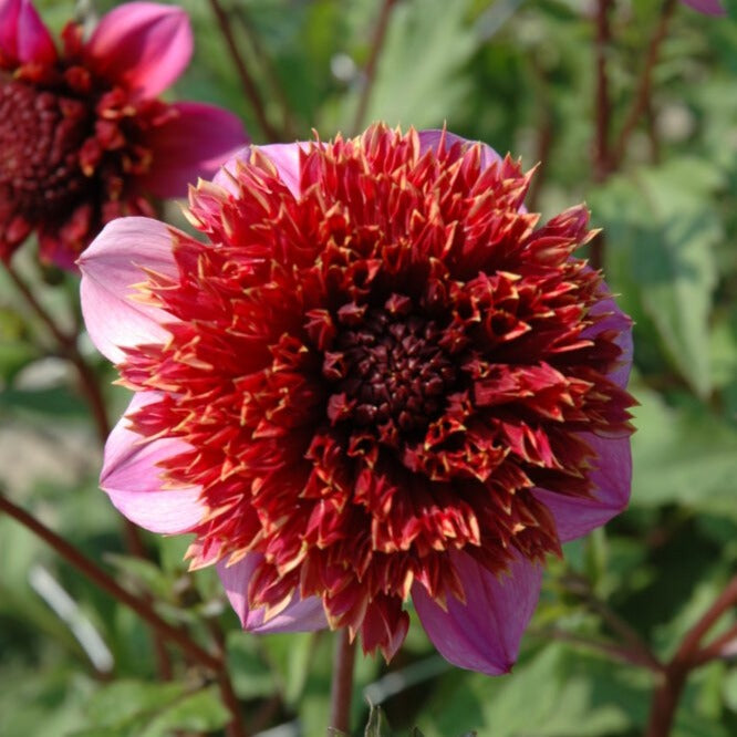 Buy Dahlia 'The Phantom' Tubers online UK
