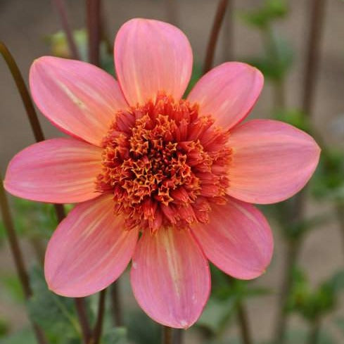 Buy Dahlia 'Totally Tangerine' Tubers online UK