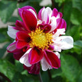 Buy Dahlia 'Twyning's Smartie' Tubers online UK