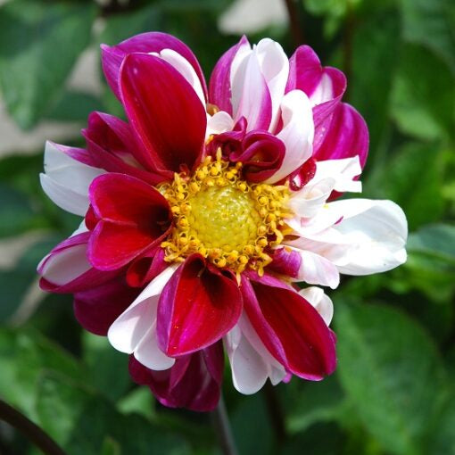 Buy Dahlia 'Twyning's Smartie' Tubers online UK