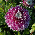 Buy Dahlia 'Vancouver' Tubers online UK
