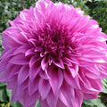 Buy Dahlia 'Vassio Meggos' Tubers online UK