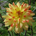 Buy Dahlia 'Vectra' Tubers online UK