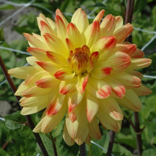 Buy Dahlia 'Vectra' Tubers online UK
