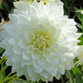 Buy Dahlia 'White Perfection' Tubers online UK