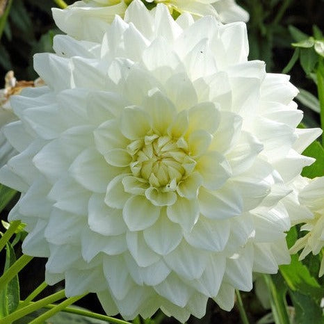 Buy Dahlia 'White Perfection' Tubers online UK