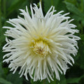 Buy Dahlia 'White Star' Tubers online UK