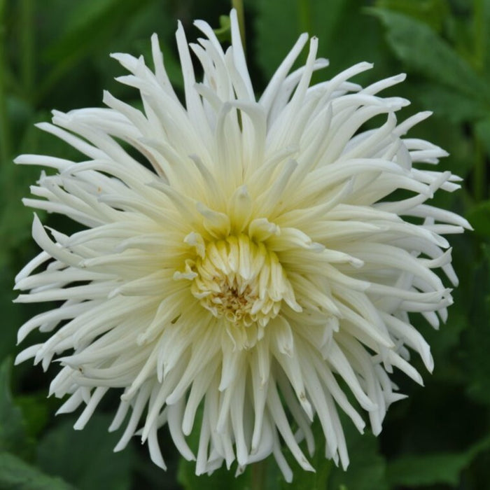 Buy Dahlia 'White Star' Tubers online UK