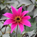 Buy Dahlia 'Wizard' (Mystic Series) online UK