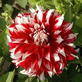 Buy Dahlia 'X Factor' Bulbs online UK