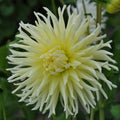 Buy Dahlia 'Yellow Star' Tubers online UK