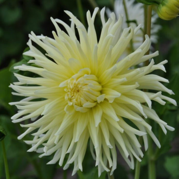 Buy Dahlia 'Yellow Star' Tubers online UK