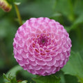 Buy Dahlia 'Zippity Do Da' Bulbs online UK