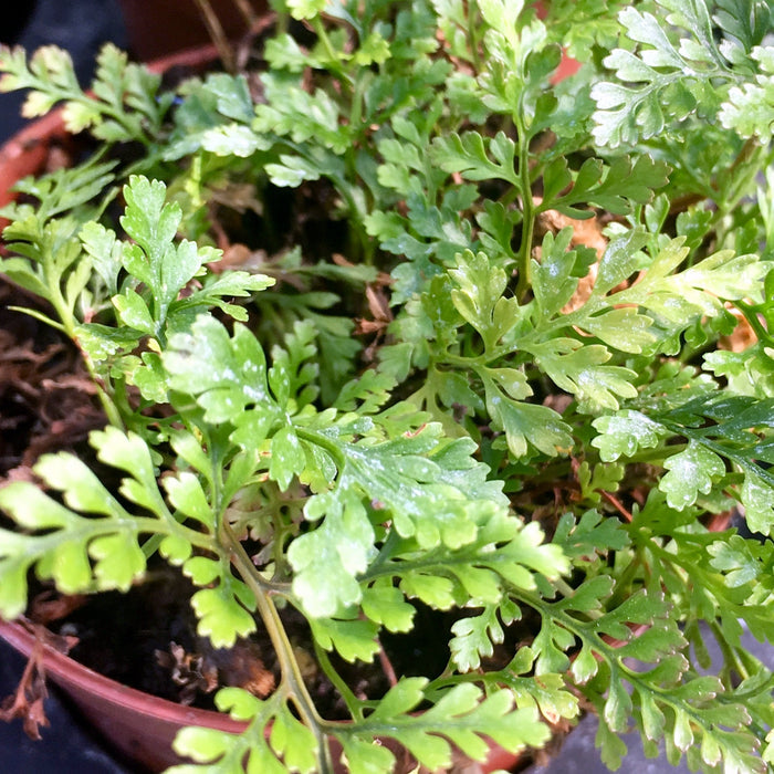 Buy Davallia fejeensis (Rabbit's Foot Fern) online UK