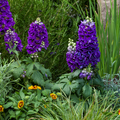 Buy Delphinium 'Dark Blue Black Bee' (Excalibur Series) online UK