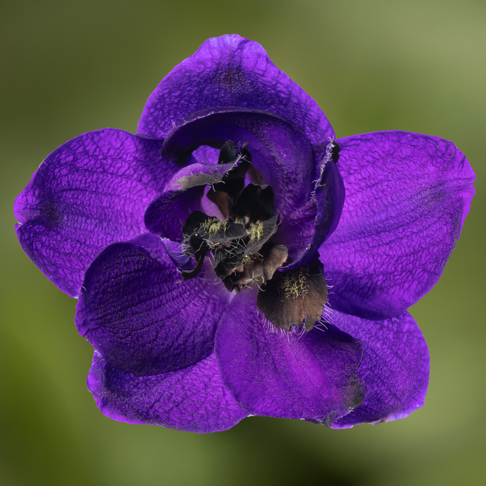Buy Delphinium 'Dark Blue Black Bee' (Excalibur Series) online UK