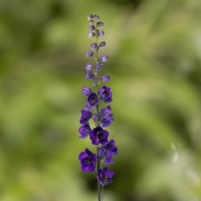 Buy Delphinium 'Dark Blue Black Bee' (Excalibur Series) online UK