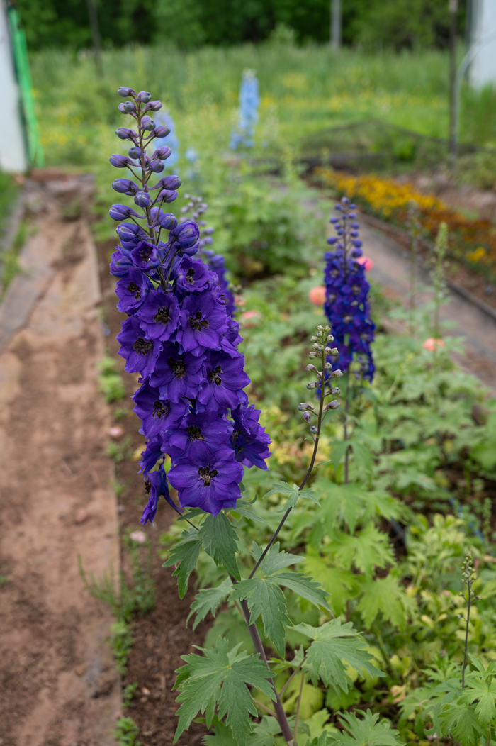 Buy Delphinium 'Dark Blue Black Bee' (Excalibur Series) online UK