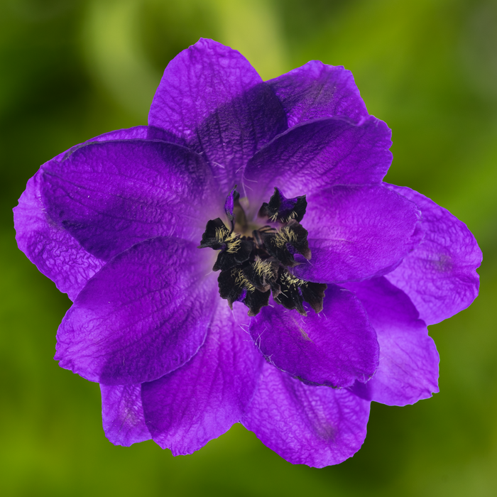 Buy Delphinium 'Dark Blue Black Bee' (Excalibur Series) online UK