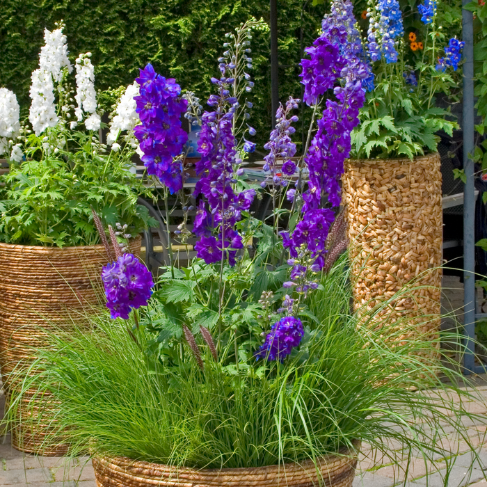 Buy Delphinium 'Dark Blue Black Bee' (Excalibur Series) online UK
