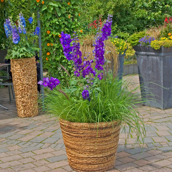Buy Delphinium 'Dark Blue Black Bee' (Excalibur Series) online UK